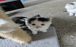 Mixed Breed cats for sale: 6 Adorable Kittens, Great Present! - Advert 1