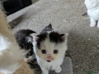 Mixed Breed cats 6 Adorable Kittens, Great Christmas Present! - Advert 6