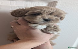 Maltipoo dogs for sale: Petite Maltipoos fully genetic health tested  - Image 16