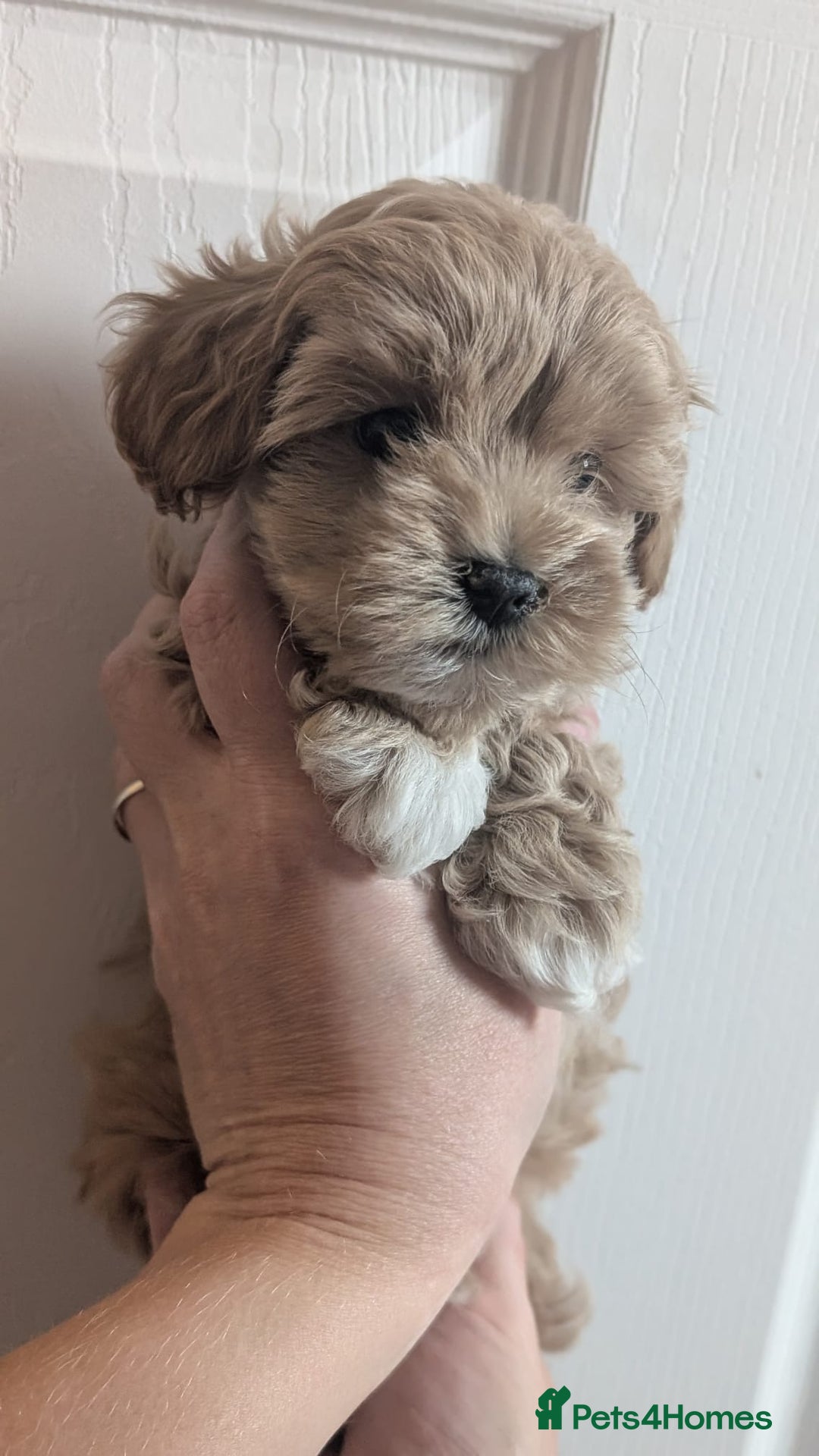 Maltipoo dogs for sale: Petite Maltipoos fully genetic health tested  - Image 16