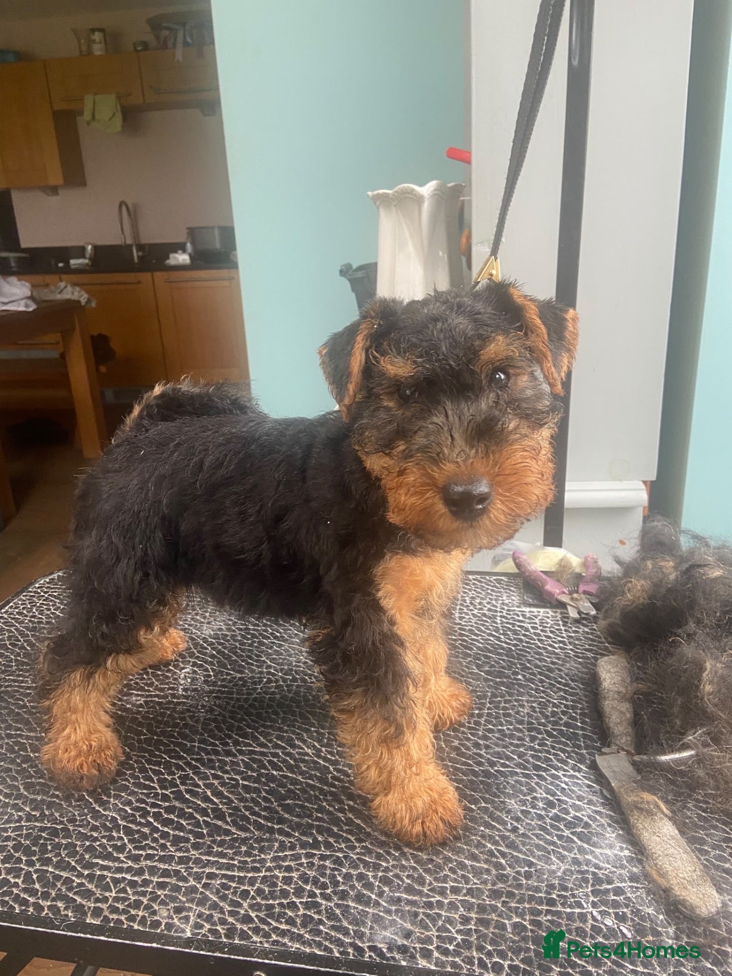 Welsh Terrier dogs Stunning Welsh Terrier Pups, award Winning Mum  - Advert 1