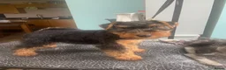 Welsh Terrier dogs for sale: KC registered, Stunning Welsh Terrier Pups in Barnoldswick - Advert 1