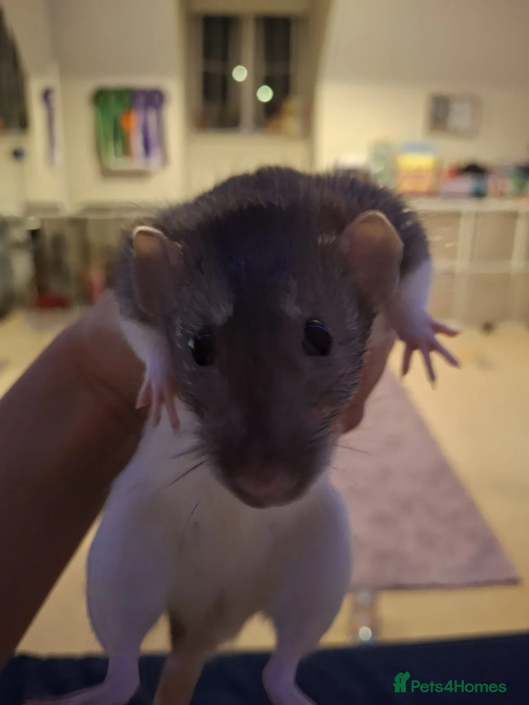 Rat rodents for sale: Two female silly tame rats in Chepstow - Advert 2