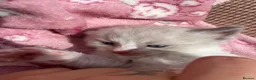 Ragdoll cats for sale: Beautiful mink & traditional ragdoll kittens  - Advert 25