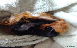 Guinea Pig rodents for sale: Herd of Guinea Pigs - Image 9
