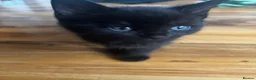 Mixed Breed cats for sale: 3 lovely kittens left - Advert 9