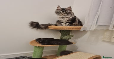 Maine Coon cats - Advert 9