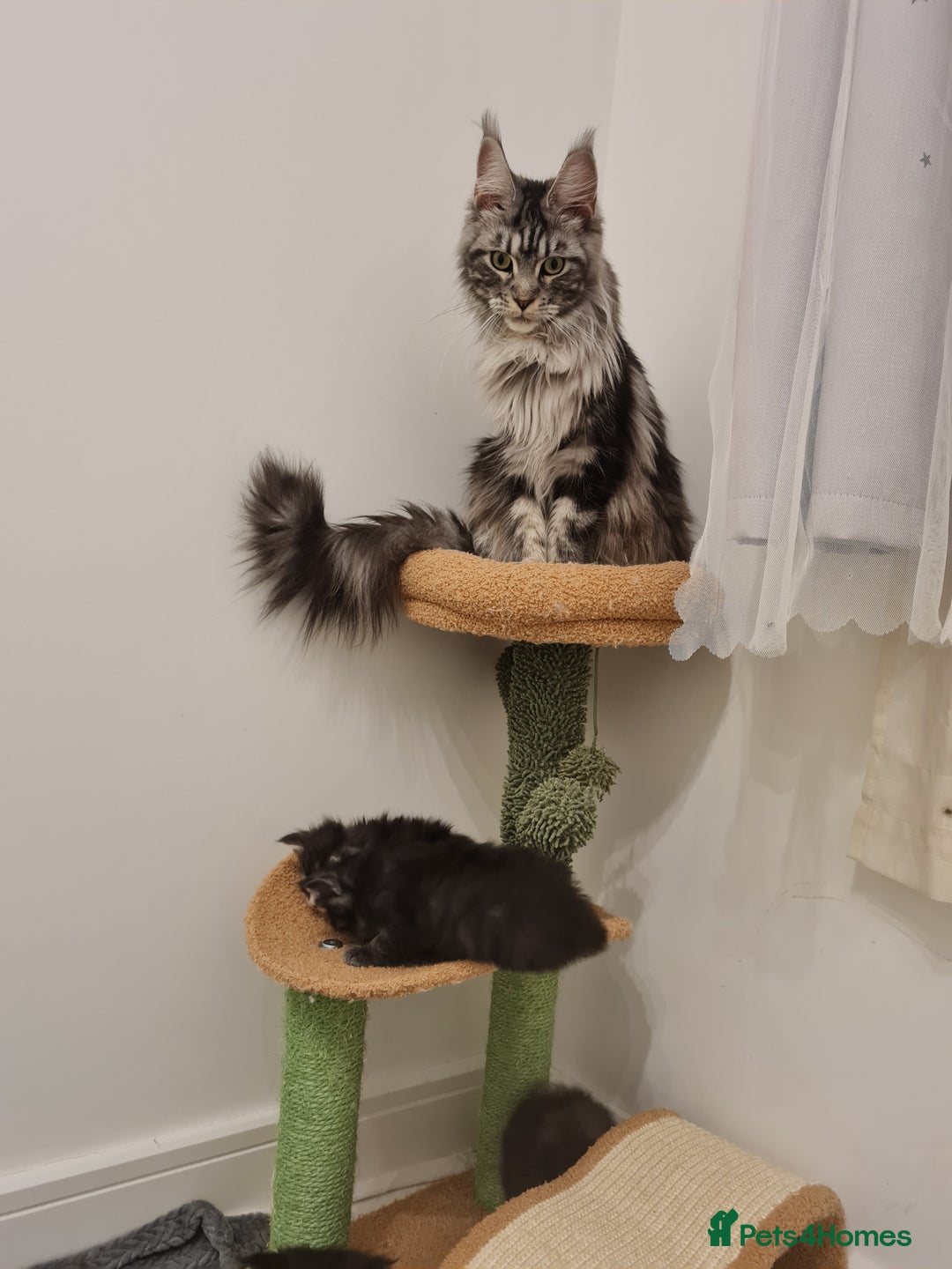 Maine Coon cats for sale: Maine coon kittens  - Advert 2