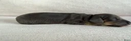 Miniature Dachshund dogs for sale: Quality Miniature Dachshunds - Advert 8