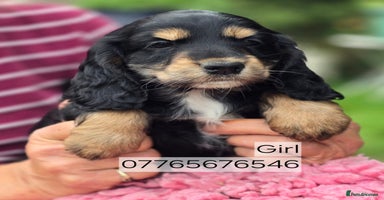 Cockapoo dogs - Advert 14