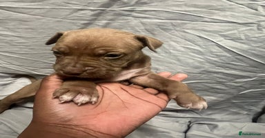 Mixed Breed dogs - Advert 15