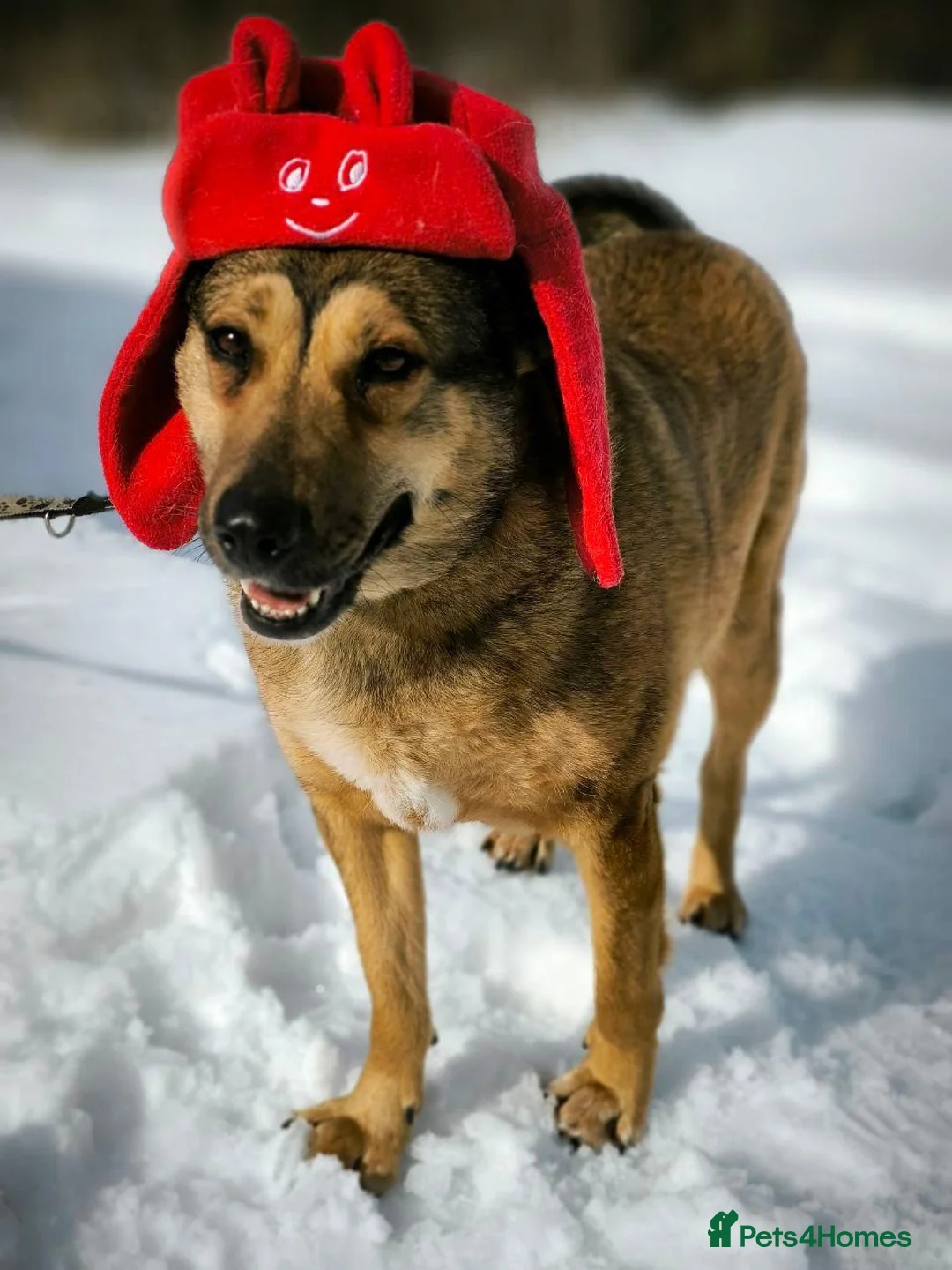 Mixed Breed dogs for adoption: 🐶LUCY - A Heart That Never Hardened 🐶 - Advert 9