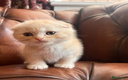 Scottish Fold cats for sale: 💫🐾Adorable kittens looking for loving homes🐾💫 - Image 3