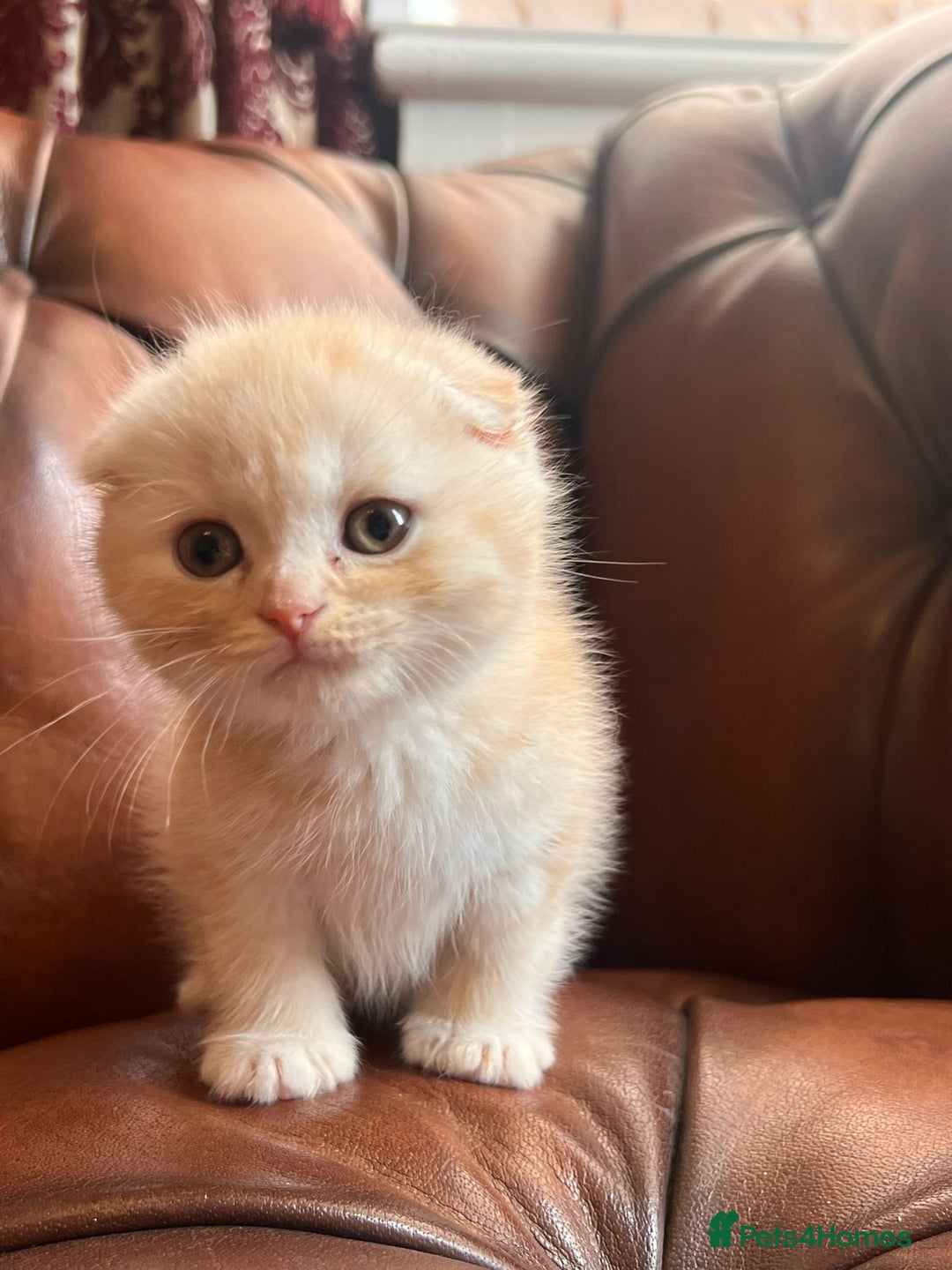 Scottish Fold cats for sale: 💫🐾Adorable kittens looking for loving homes🐾💫 - Image 3
