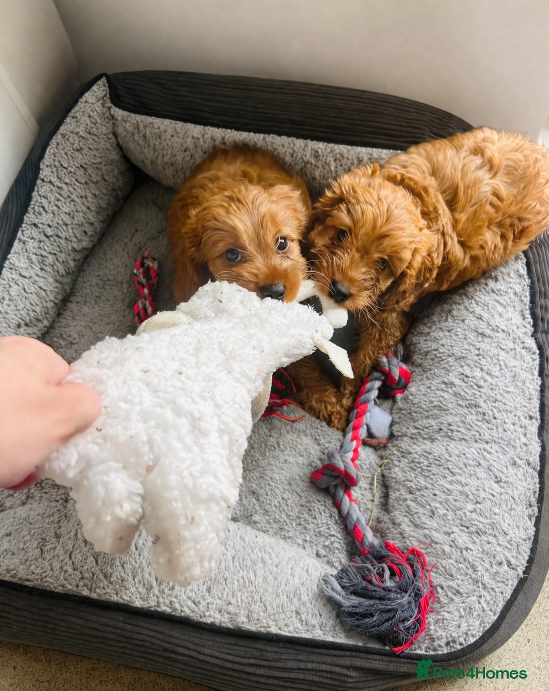 Cavapoo dogs Last 3 Beautiful F1b Cavapoo (Fox-Red) - Advert 2