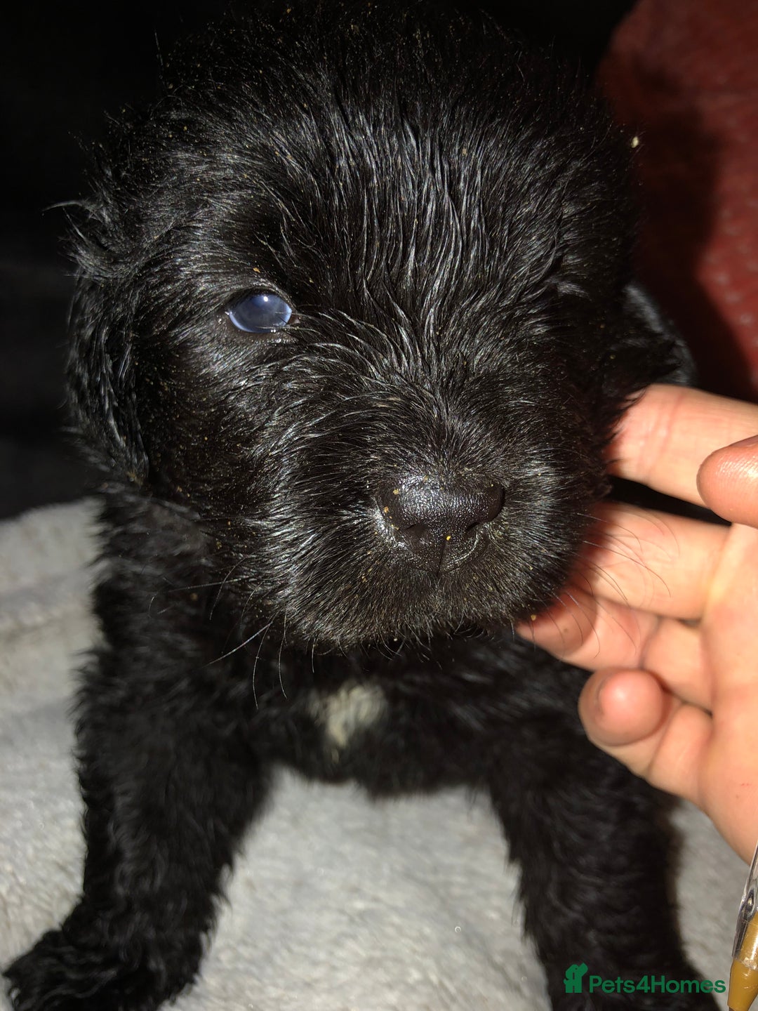 Newfoundland dogs for sale: Balticbears - Advert 6