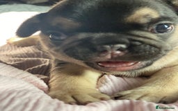 French Bulldog dogs for sale: Gorgeous French bulldog puppies 1 m & 1 f - Image 10