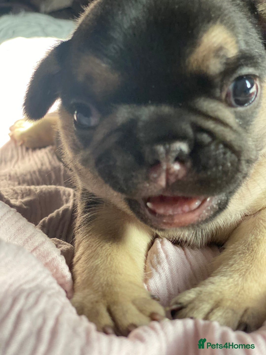 French Bulldog dogs for sale: Gorgeous French bulldog puppies 1 m & 1 f - Image 10