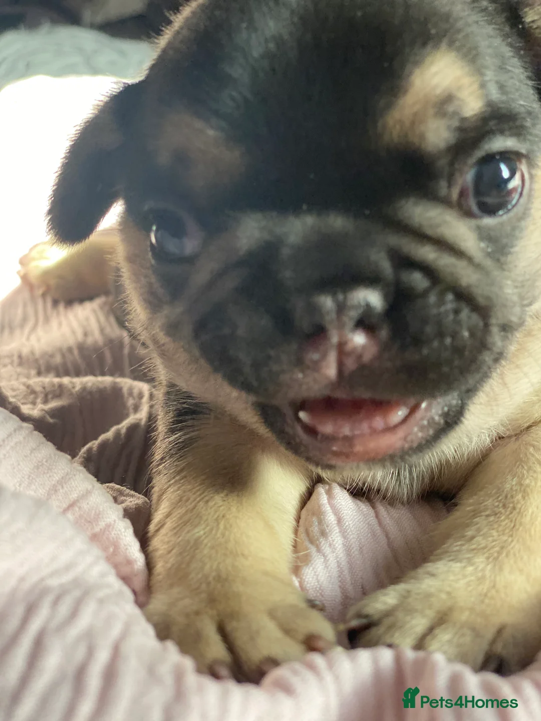 French Bulldog dogs for sale: Gorgeous French bulldog puppies 1 m & 1 f - Advert 9
