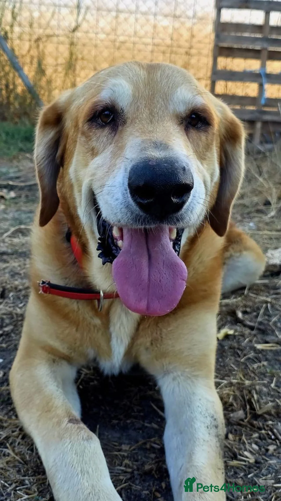 Mixed Breed dogs for adoption: Nino - Spanish Mastin Mix  in Weymouth - Advert 2