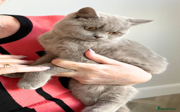 British Shorthair cats for sale: Fawn PKD Clear Active GCCF Reg Male - Advert 5