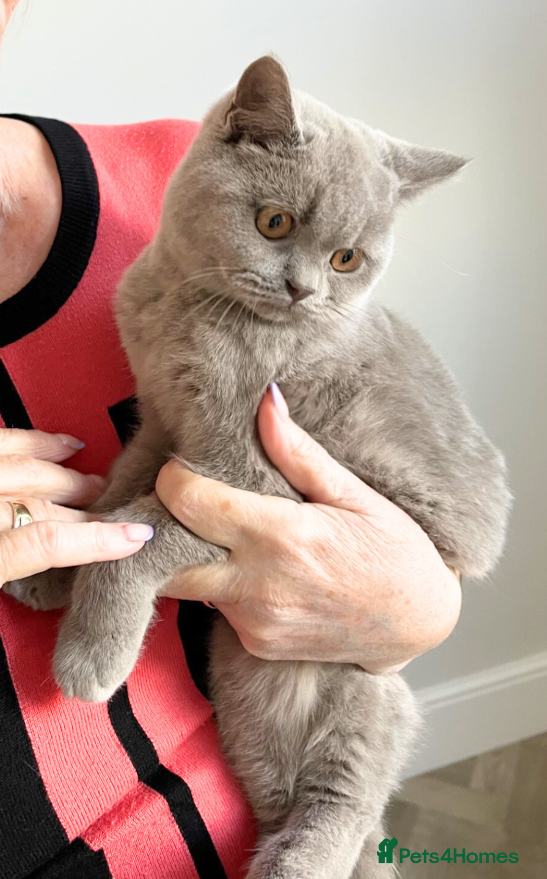 British Shorthair cats for sale: Fawn PKD Clear Active GCCF Reg Male - Advert 5