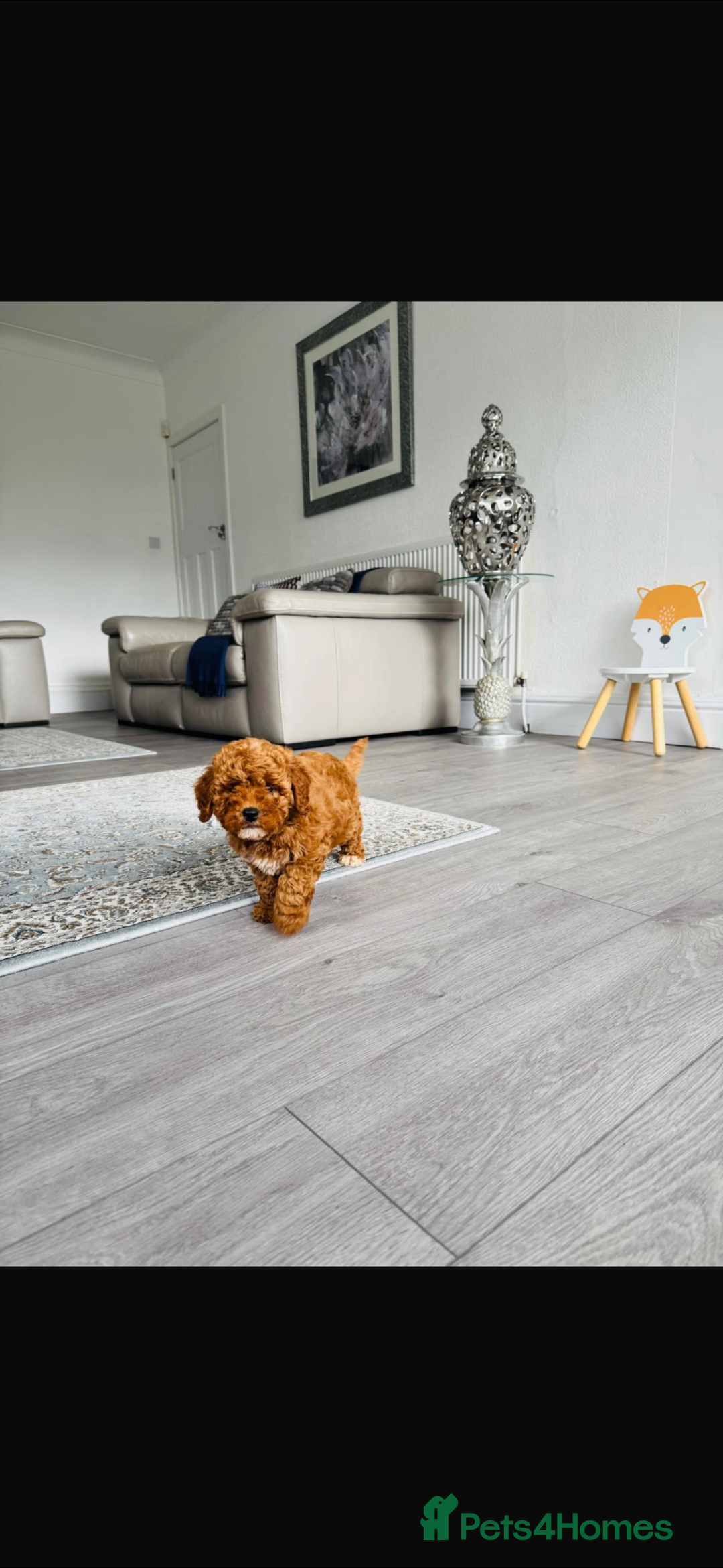 Cockapoo dogs for sale: Beautiful cockapoo puppy ♥️ - Image 6
