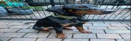 Dobermann dogs for sale: KC REGISTERED DOBERMAN ( 11 months old : Intact) - Advert 6