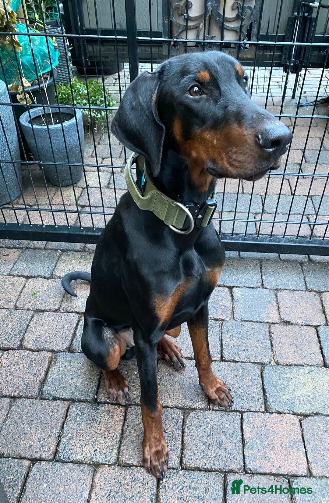 Dobermann dogs for sale: KC REGISTERED DOBERMAN ( 11 months old : Intact) - Advert 6