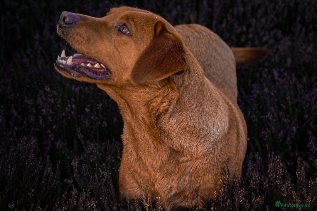 Labrador Retriever dogs for sale: Stunning litter of working line fox red labradors  - Advert 6