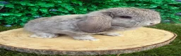 Mini Lop rabbits for sale: 🥰😍Stunning purebred mini lops ready now 🥰😍 - Advert 3