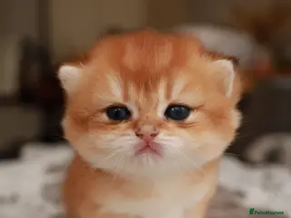 British Longhair cats chocolate gold n12.girl.TICA reg - Advert 6