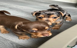 Jack Russell dogs for sale: Miniature Jack Russell  - Image 5