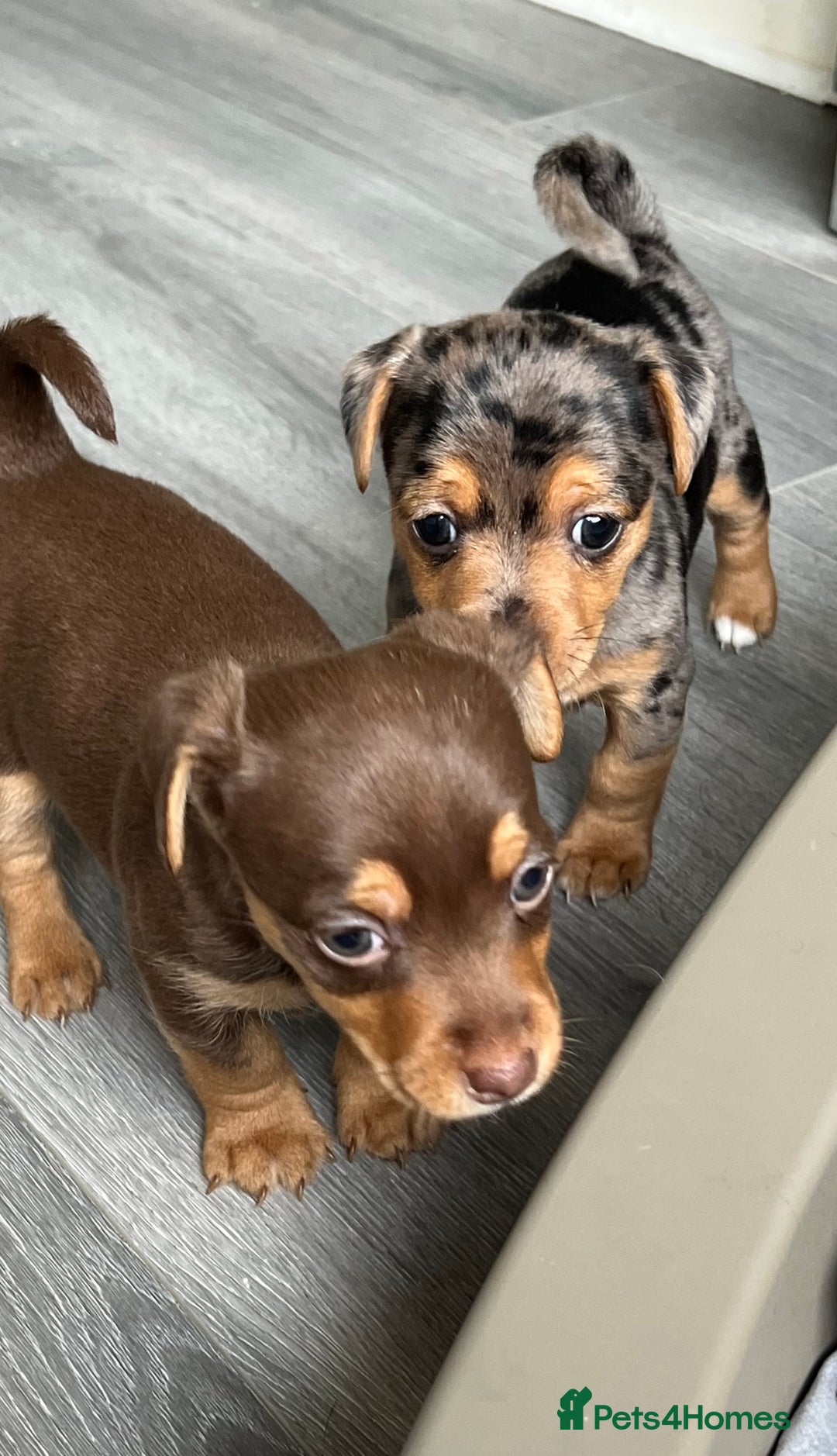 Jack Russell dogs for sale: Miniature Jack Russell  - Image 5