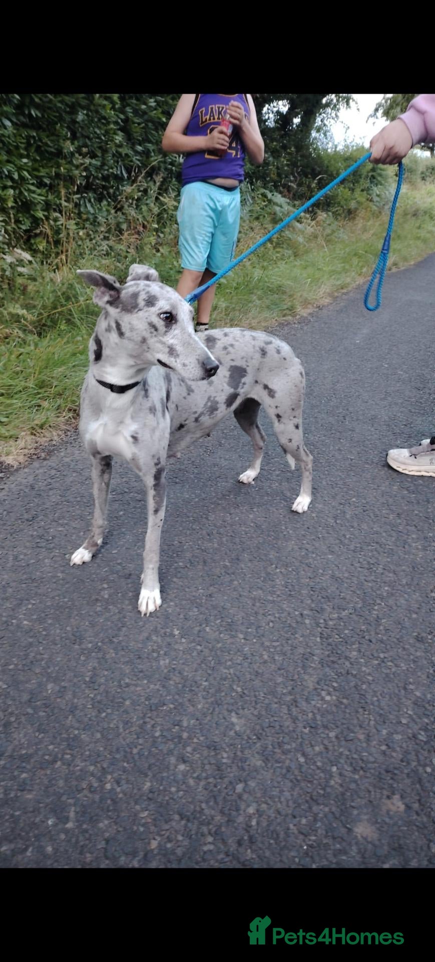 Lurcher dogs Collie bull greys - Advert 12
