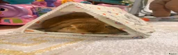 Mini Lop rabbits for sale: Pom - Mini Lop - Neutered Male Rabbit  - Advert 3