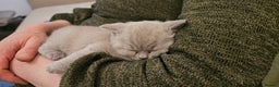 British Shorthair cats for sale: GCCF- BSH- Lilac boy and Blue girl - Advert 3