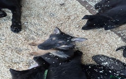 German Shepherd dogs for sale: German shepherd puppies  - Advert 32