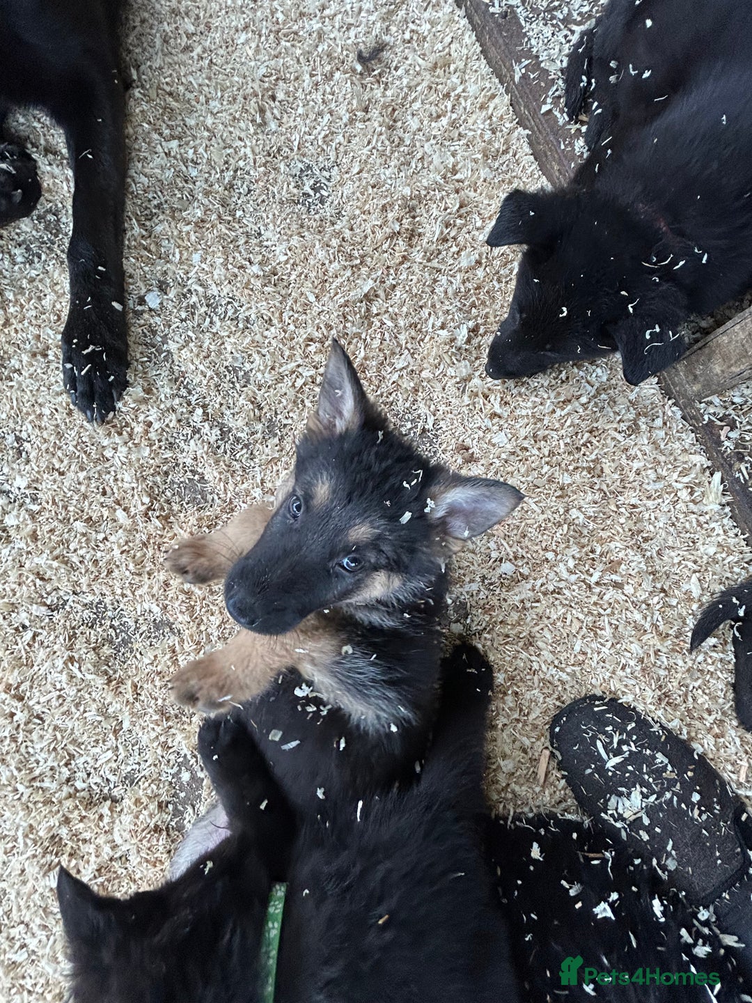 German Shepherd dogs for sale: German shepherd puppies  - Advert 32