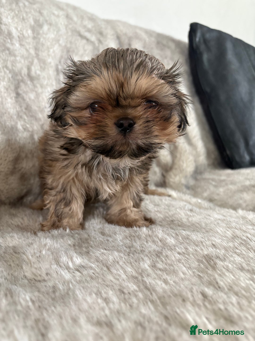 Shih Tzu dogs for sale: Reduced Ready now imperial Shihtzu  - Advert 15