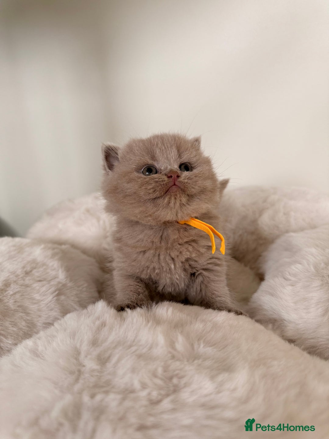British Shorthair cats for sale: 7 British Shorthair Kittens TICA®️ – Import Lines - Image 7