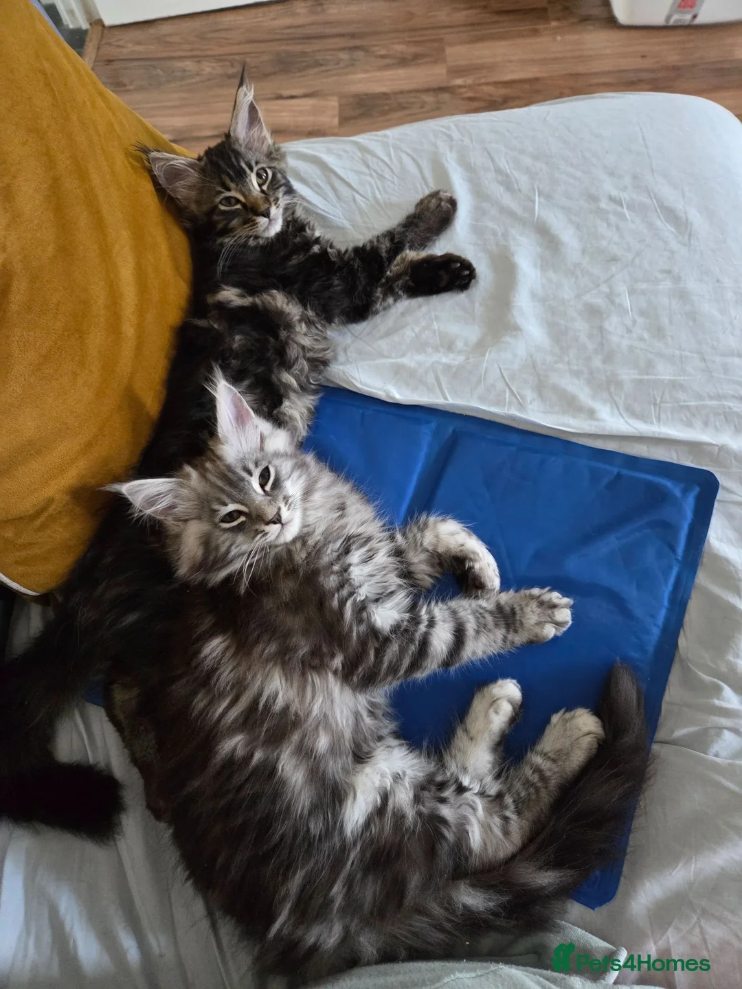 Maine Coon cats for sale: Pure breed maine coon kittens for sale  - Advert 2