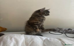 Persian cats for sale: Beautiful Persian x long haired kitten  - Image 6