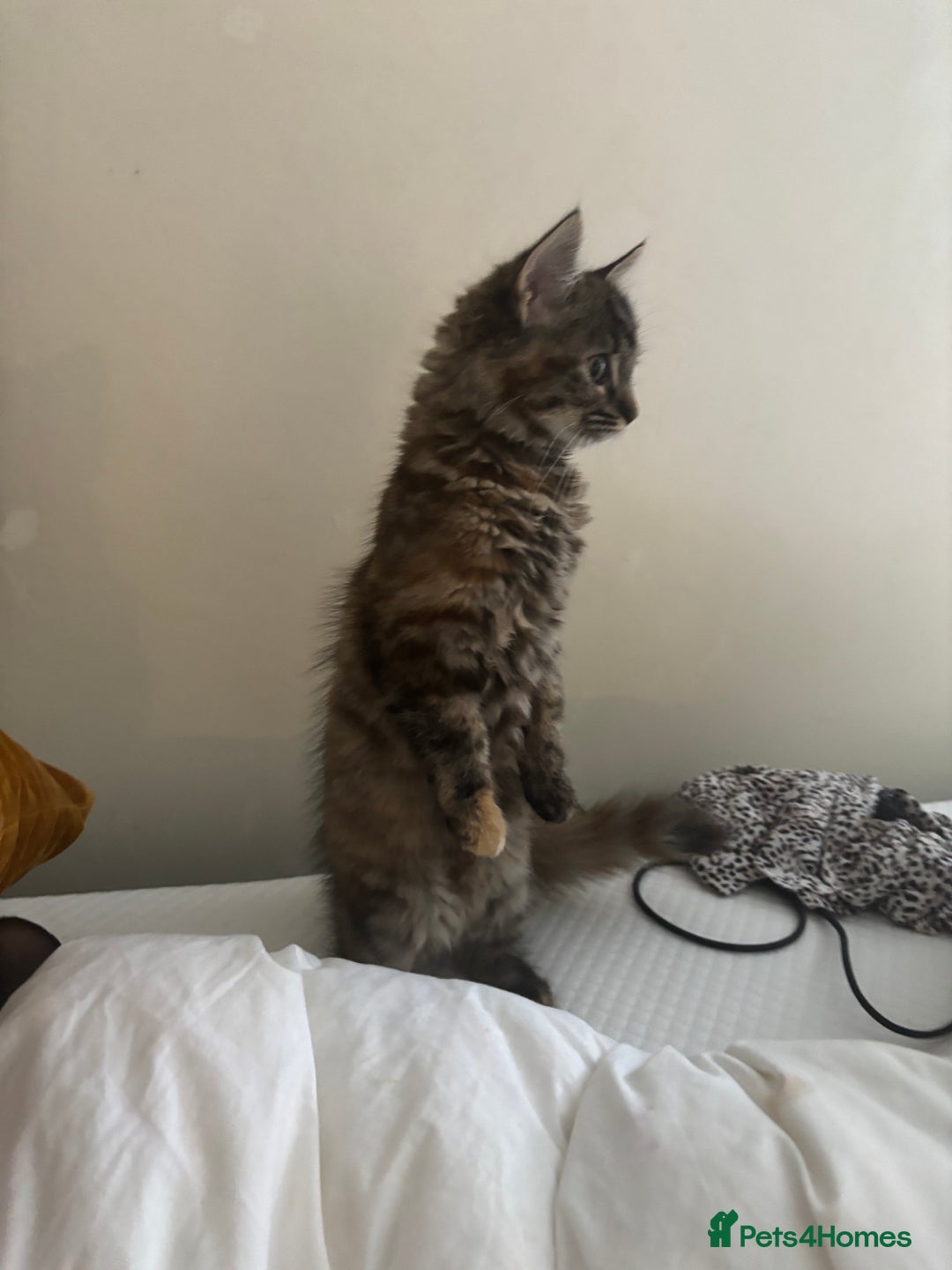 Persian cats for sale: Beautiful Persian x long haired kitten  - Image 6