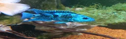 Cichlids fish for sale: plecos, electric blu Dempsey, emp snakehead,Oscars - Advert 1