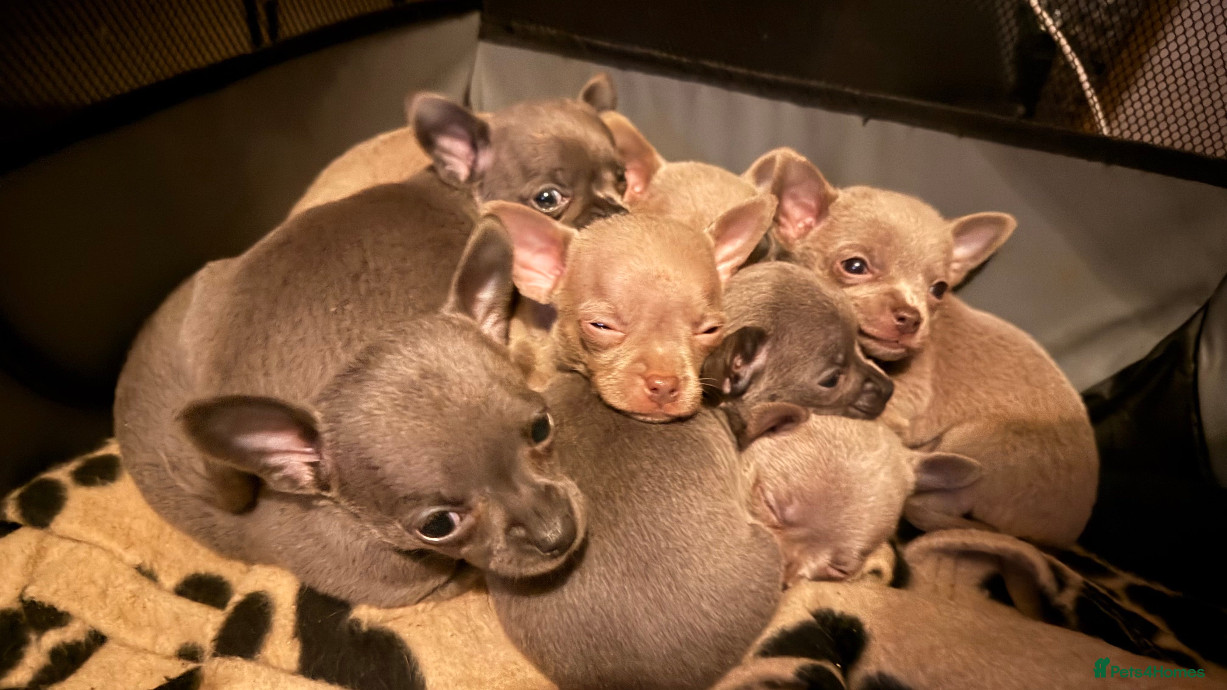 Chihuahua dogs Lilac & Blue Chihuahuas – Gorgeous Little Pups - Advert 5