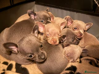 Chihuahua dogs Lilac & Blue Chihuahuas – Gorgeous Little Pups - Advert 8