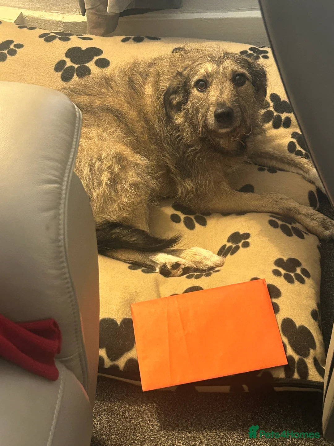 Mixed Breed dogs for adoption: Stella Bella  in Glasgow - Advert 4