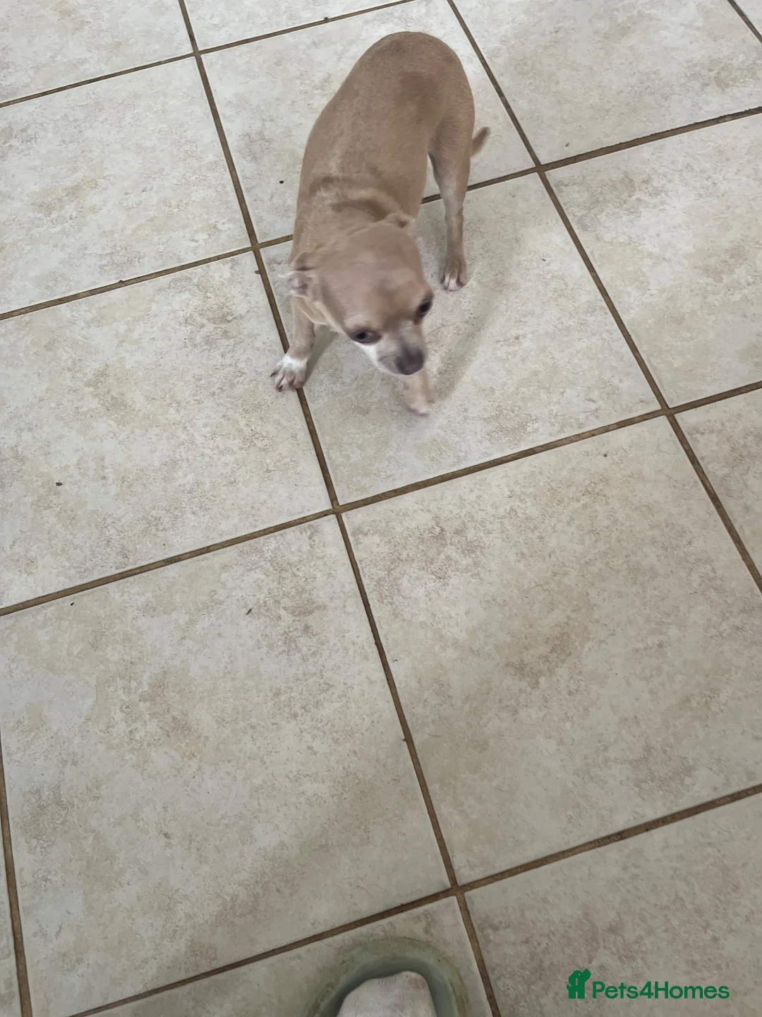 Chihuahua dogs for sale: This is olive - Advert 2