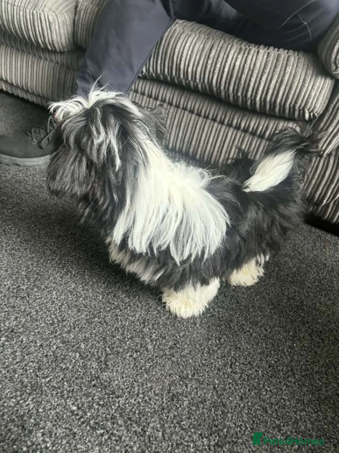 Shih Tzu dogs for sale: Shihzu - Advert 2